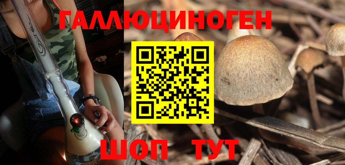 Галлюциногенные грибы Psilocybe Асино